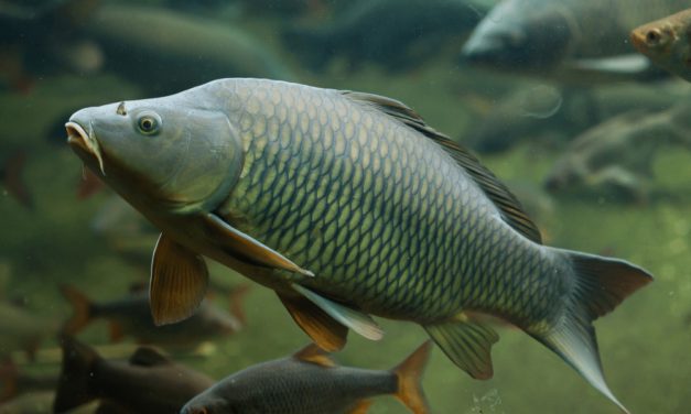 Common Carp