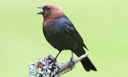 Brown-headed Cowbird