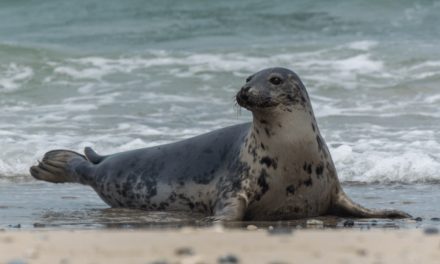 Grey Seal