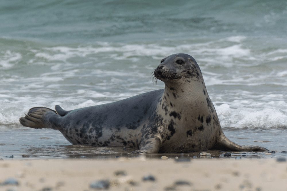 Grey Seal CRITTERFACTS Grey Seal CRITTERFACTS