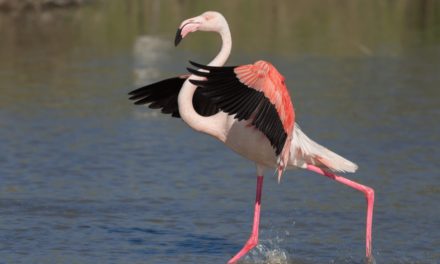 Greater Flamingo