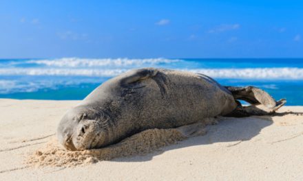 Hawaiian Monk Seal