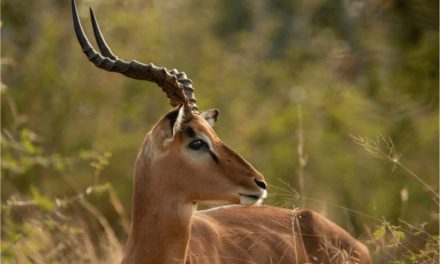 Impala