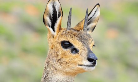 Klipspringer
