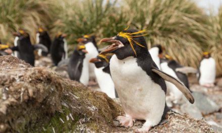 Macaroni Penguin