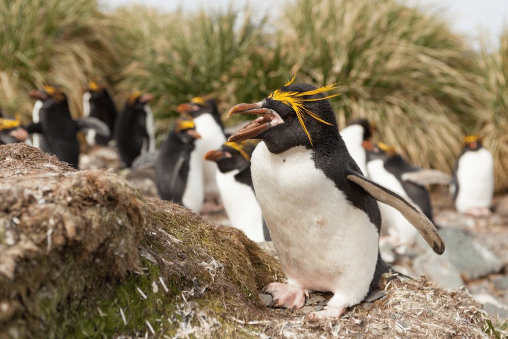 Macaroni Penguin Facts - CRITTERFACTS