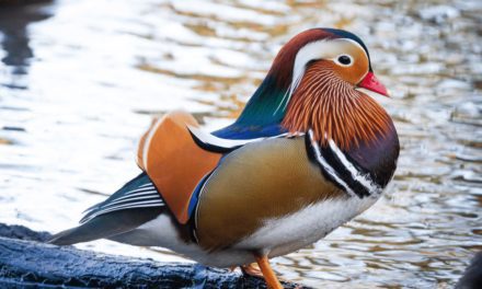 Mandarin Duck