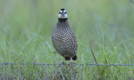 Northern Bobwhite