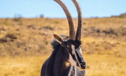 Sable Antelope