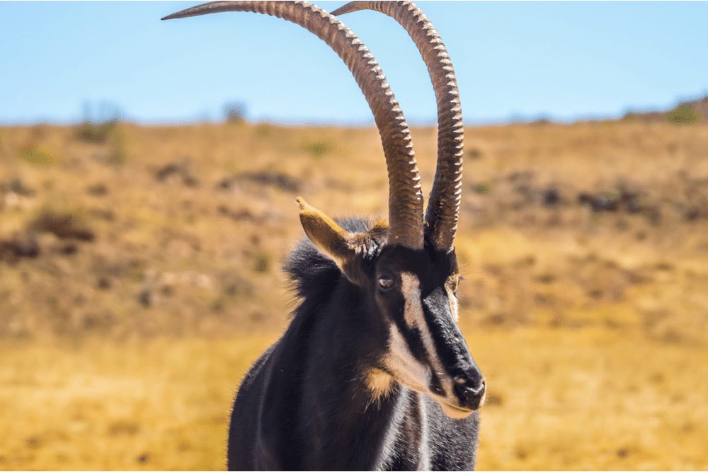 Sable Antelope – 12 Facts About Africa's Most Majestic Antelope