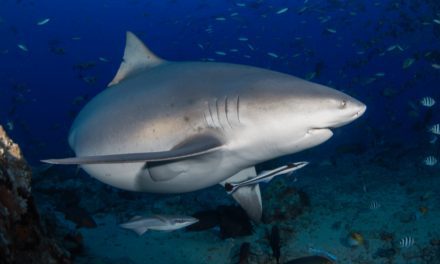 Bull Shark