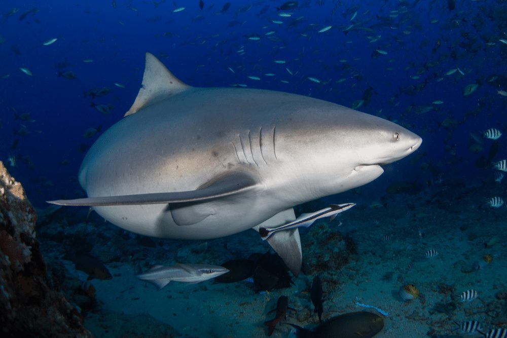 Bull Shark Facts - CRITTERFACTS