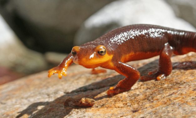 California Newt