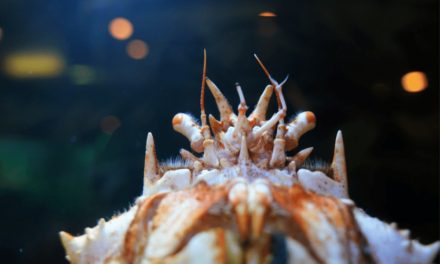Japanese Spider Crab