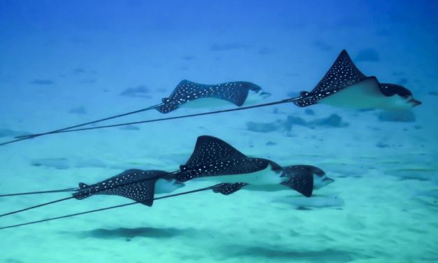 Spotted Eagle Ray