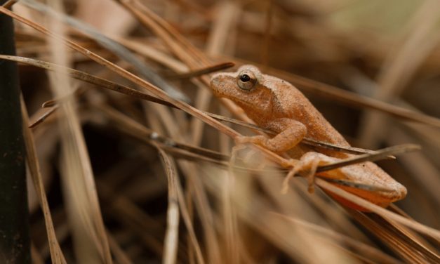 Spring Peeper