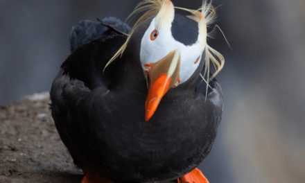 Tufted Puffin