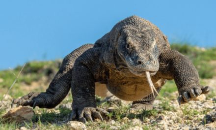 Komodo Dragon