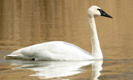 Trumpeter Swan