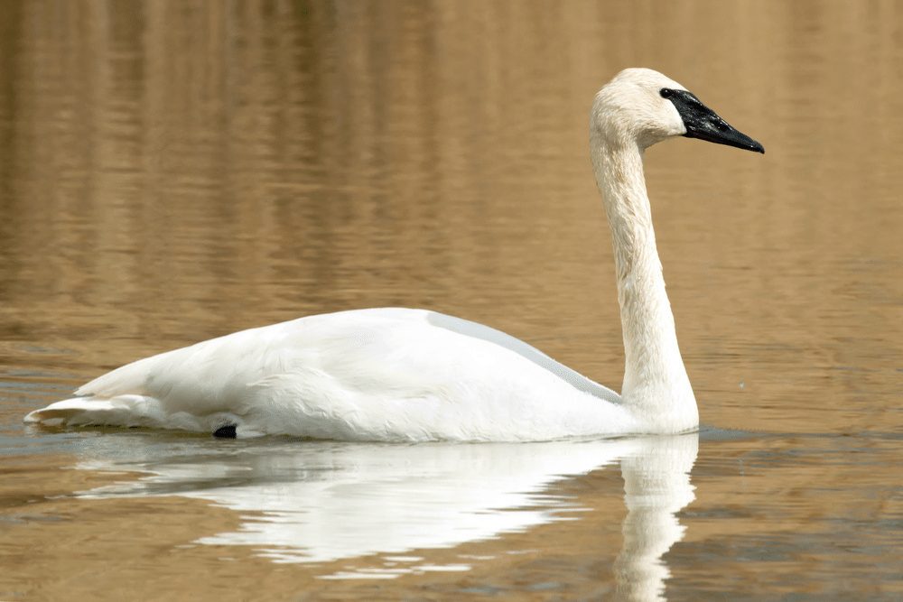 Trumpeter Swan Facts - CRITTERFACTS