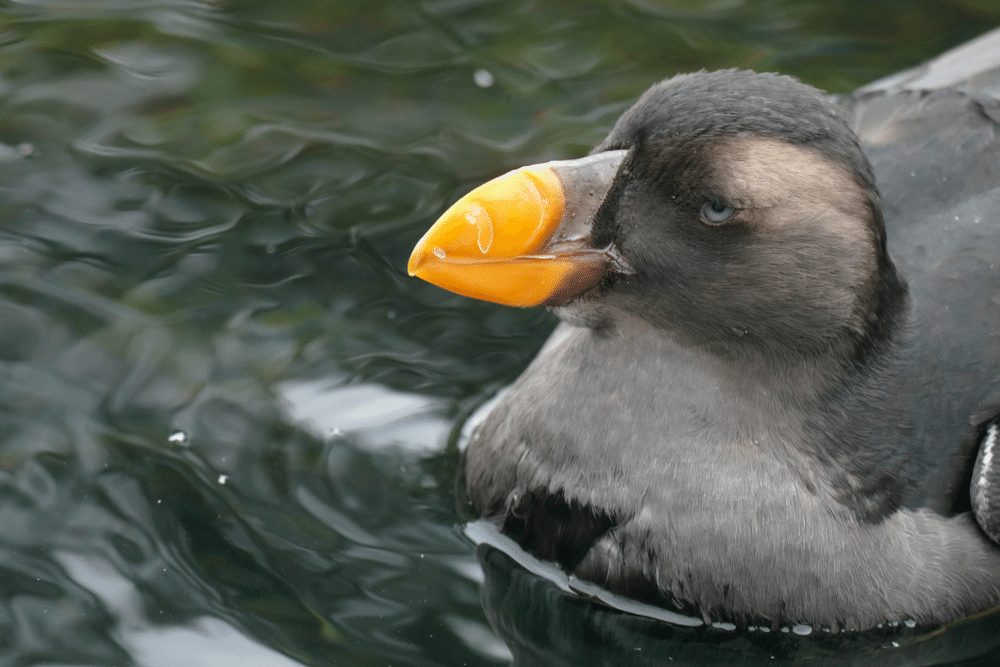 Tufted Puffin Facts CRITTERFACTS tufted-puffin-facts-critterfacts