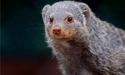 Banded Mongoose