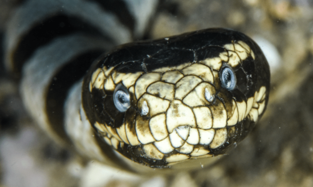 Banded Sea Krait