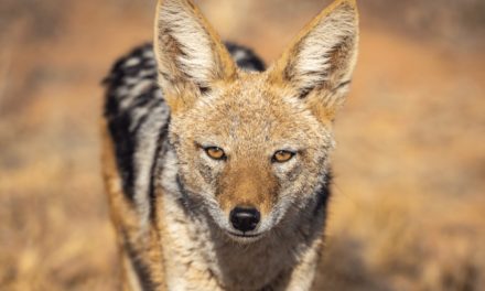Black-Backed Jackal