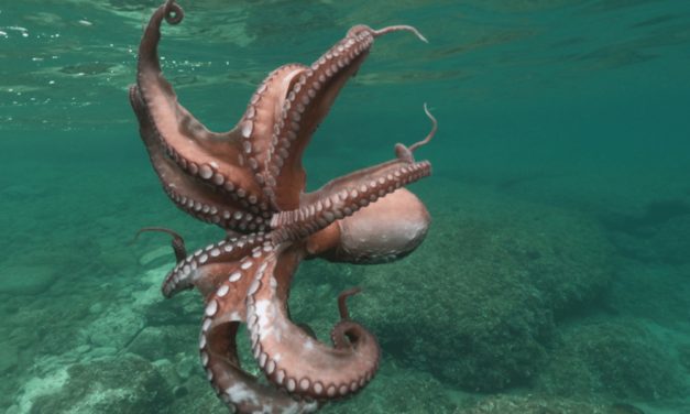 Common Octopus