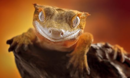 Crested Gecko