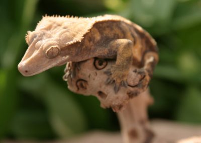 CRESTED GECKO FACTS AND INFORMATION visual data 7