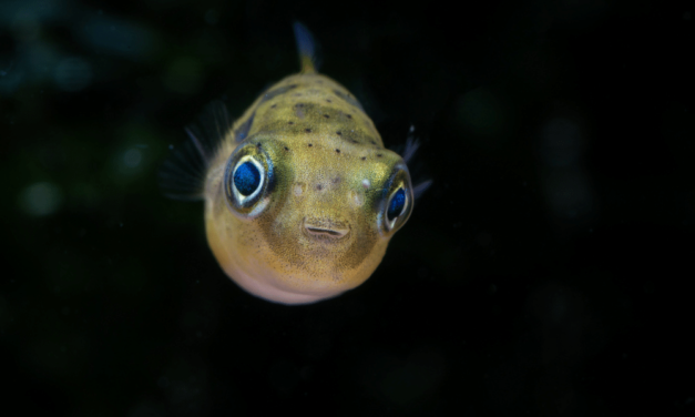Dwarf Puffer Fish