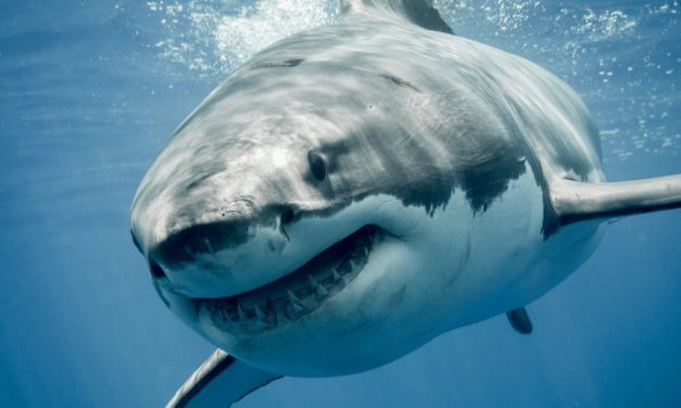 Great White Shark