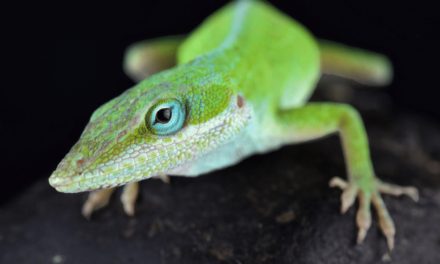 Green Anole