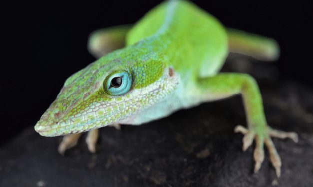 Green Anole