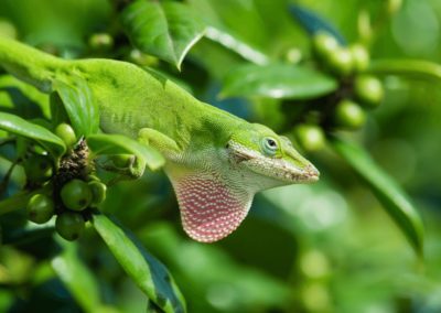 Green Anole Facts - CRITTERFACTS