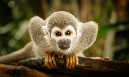 Guianan Squirrel Monkey