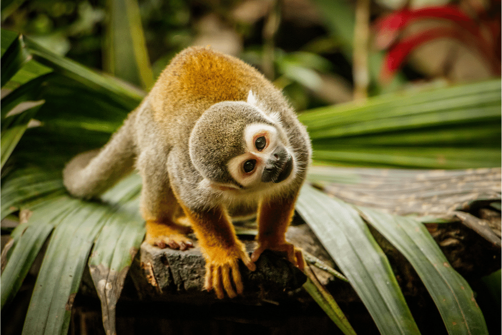 Guianan Squirrel Monkey Facts - CRITTERFACTS