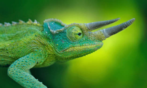 Jackson’s Chameleon