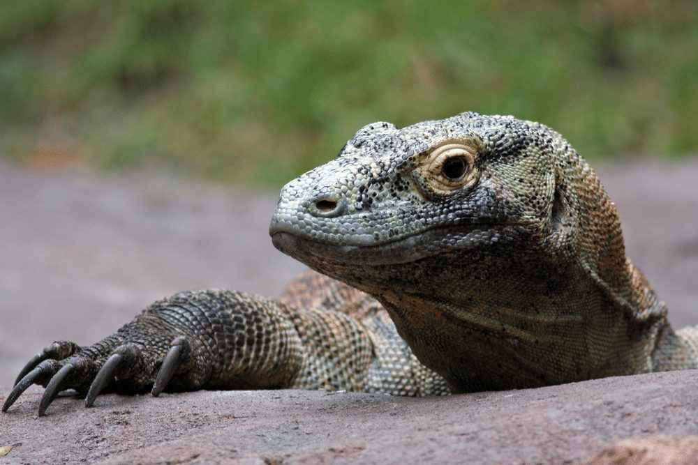 Komodo Dragon Facts - CRITTERFACTS