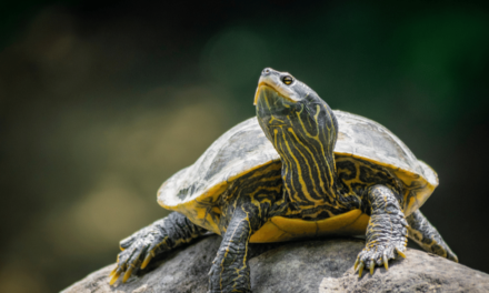 Northern Map Turtle