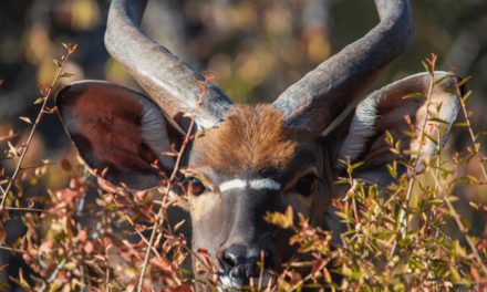 Nyala