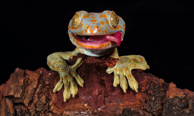 Tokay Gecko