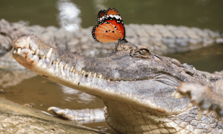 Tomistoma