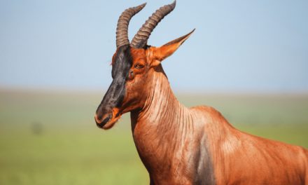 Topi