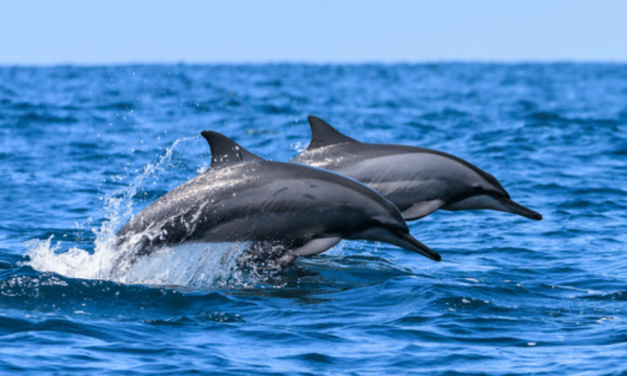 Spinner Dolphin