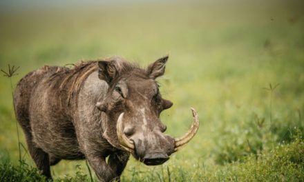 Warthog
