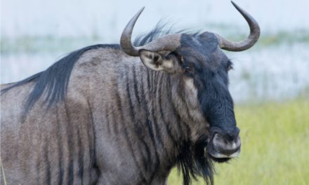 Blue Wildebeest