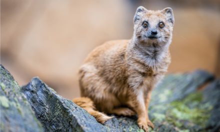 Yellow Mongoose