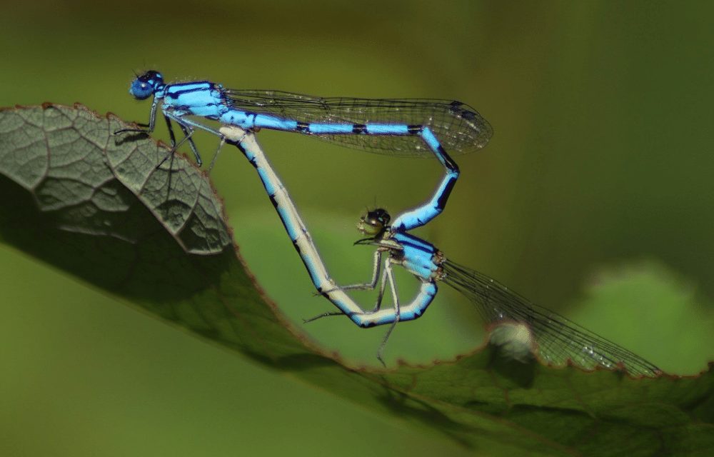7 WAYS INVERTEBRATES SAY “I LOVE YOU”